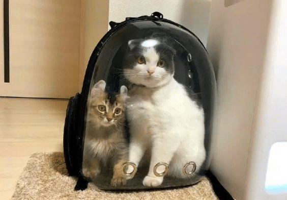 发型|“为什么发传单的人,不敢偷偷把传单丢到垃圾桶?”哈哈哈