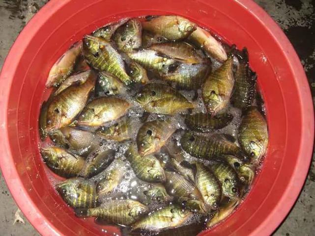 太阳鱼|外来入侵物种“太阳鱼”，虽凶猛，但它注定难以成功