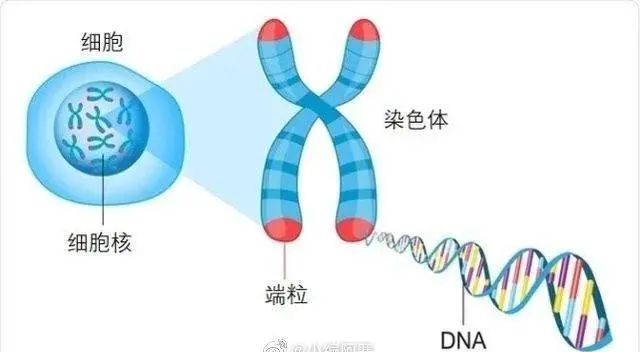 健康资讯分享|【深度】“替换”端粒长度？人类寿命将再迎突破