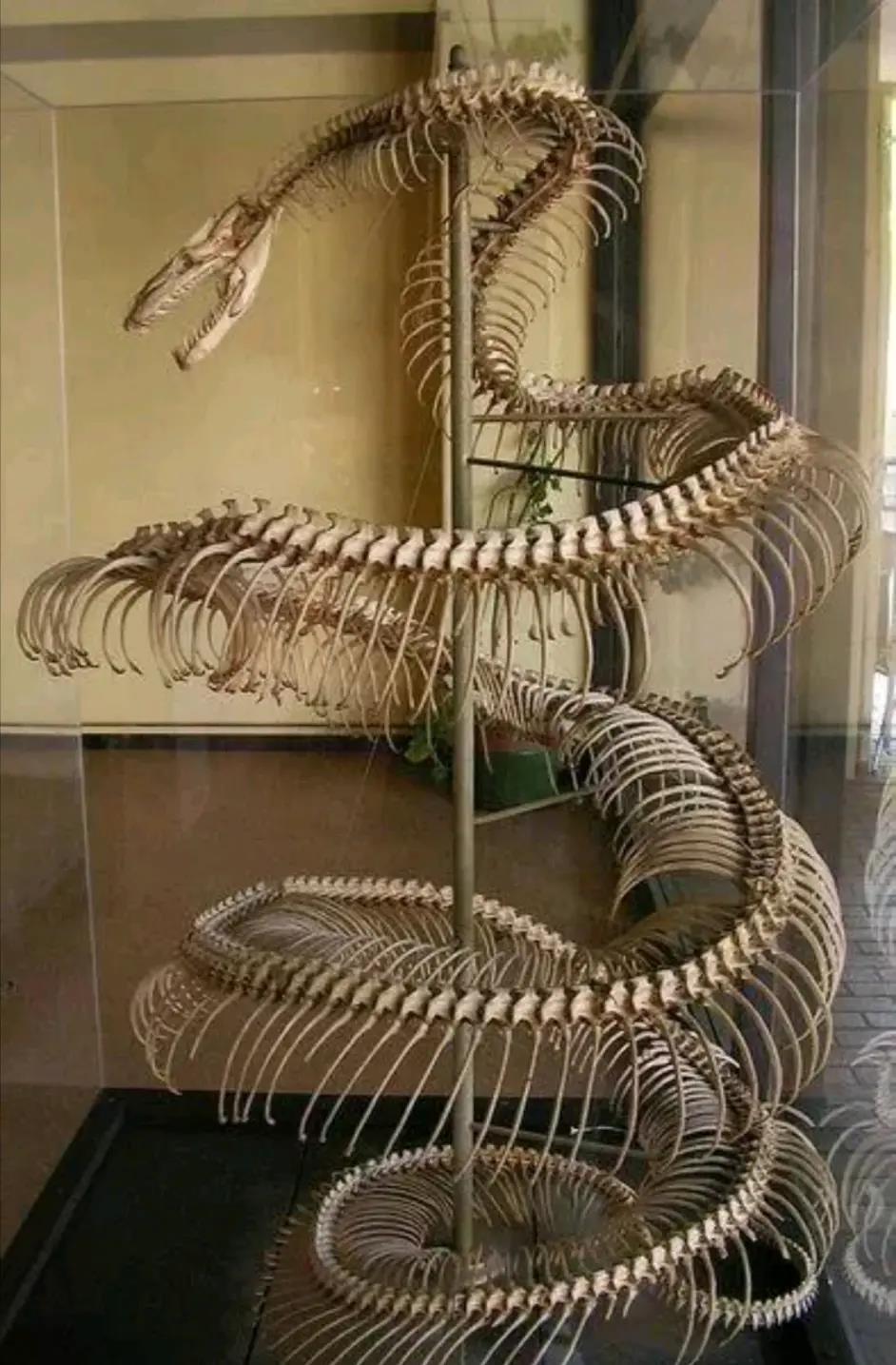 巨蟒 东南亚地区发现9米巨蟒，世界上最大的蛇有多长？人被吞下怎么办