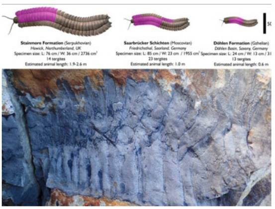 英国发现巨型千足虫，体长达2.7米，来自远古时期