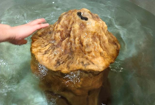 科学家|什么是太岁？不是植物不是动物的一坨“怪肉”，为何能价值百万？