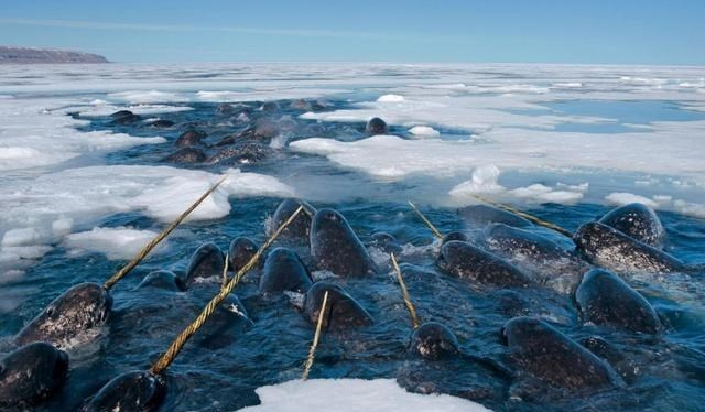 北极 4米厚的北极冰层，为何在破冰船面前不堪一击？它是怎么做到的？