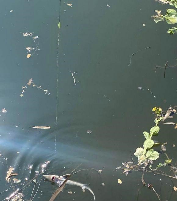 中华鲟|四川男子水塘钓起“尖嘴鱼”，担心是中华鲟，网友：放心吃