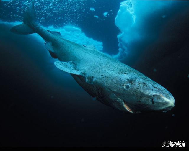 鲨鱼 活到156岁才可交配，因太懒为了吃饱饭，它们献祭了自己眼睛