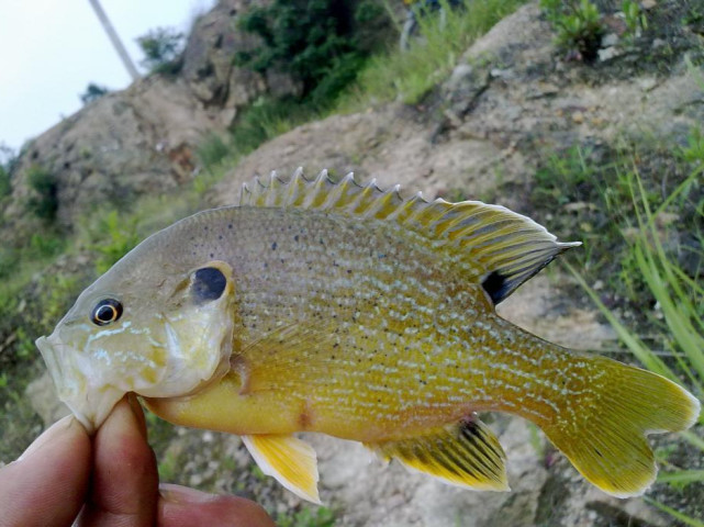 太阳鱼|外来入侵物种"太阳鱼",虽凶猛,但它注定难以成功