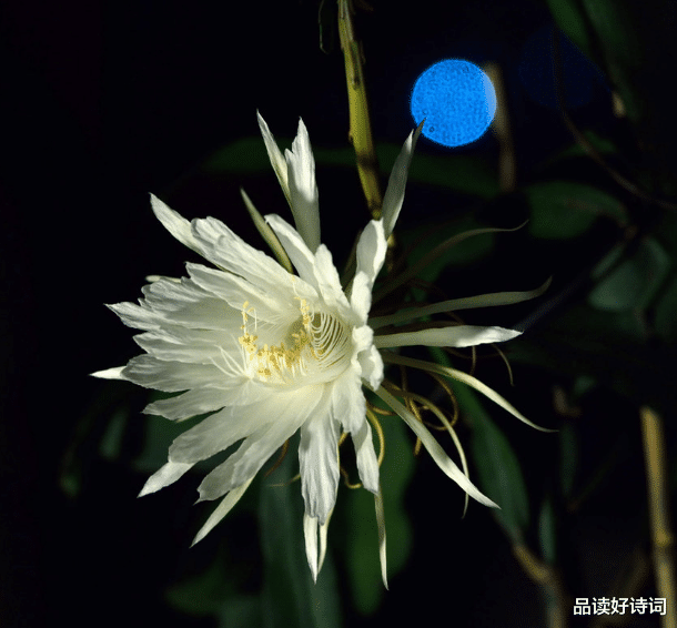 |「诗词鉴赏」昙花一现为韦陀，古诗词里的昙花，一现刹那芳华