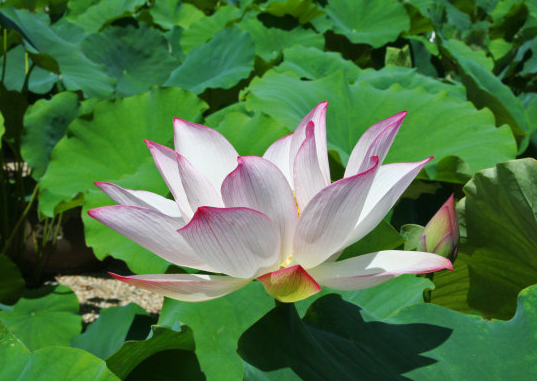 星临天下|到8月初,4属相贵人相助,事业步步高升,日子红红火火