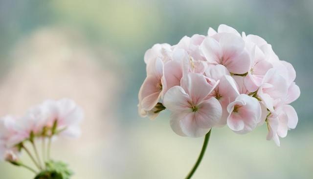 花与花之间美好的“爱情”故事!