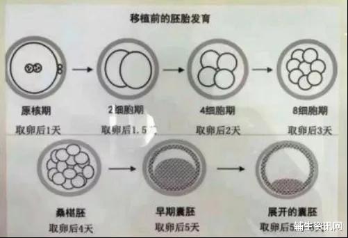 辅生资讯网 上海第十人民医院戴雪医生：你的胚胎好不好？一文看懂胚胎报告