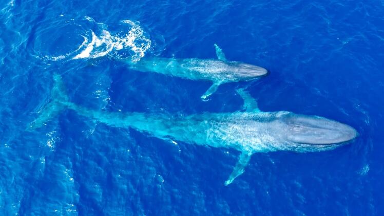 虎鲸 作为地球上的“巨无霸”，蓝鲸在海洋中有没有天敌？