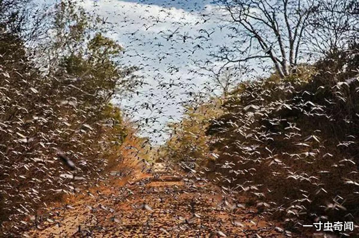 一寸虫奇闻|蝗灾猛于虎?20万只椋鸟驰援新疆灭蝗,当蝗虫群居后几乎所向披靡