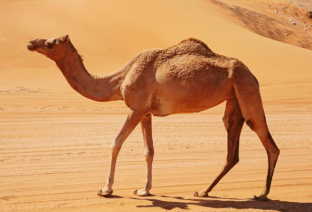 舜网 涨知识：为什么在沙漠中渴死的骆驼是不能碰的？