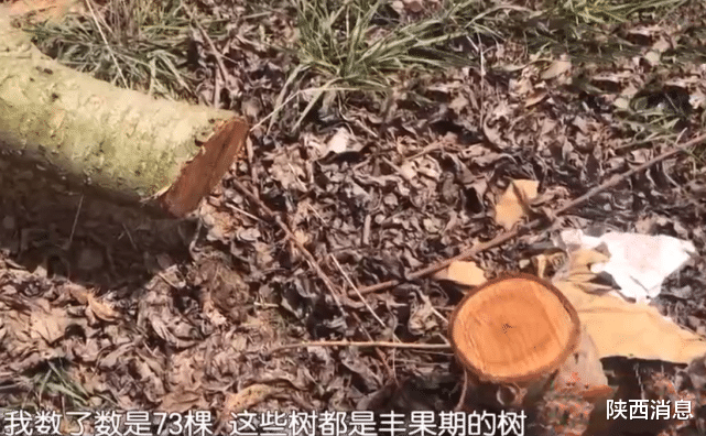 陕西消息 73棵桃树被砍，砍树者已找到，损失竟然还要果农自己来承担？