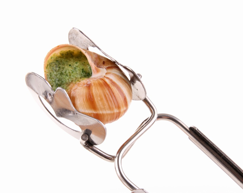 知了 金龟子、知了、蜗牛，还有哪些你喜欢的害虫？