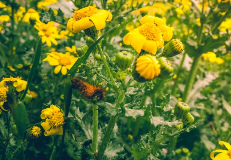 生肖|6月，桃花运送来情缘，月老推动姻缘，3生肖和好如初，再续旧情