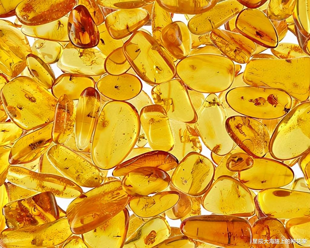 基因 地表最强生物现身琥珀：1600万年前陷入困境，它还活着吗？