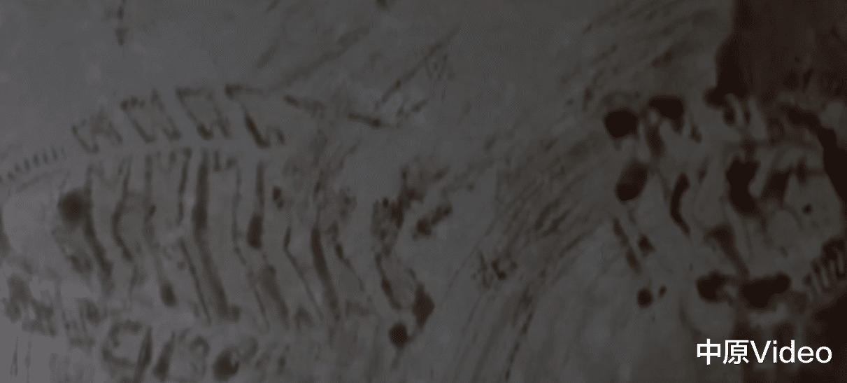 中原Video 女子在家中遇害，经过法医鉴定受害者有40多处刀伤，民警：造成大出血死亡