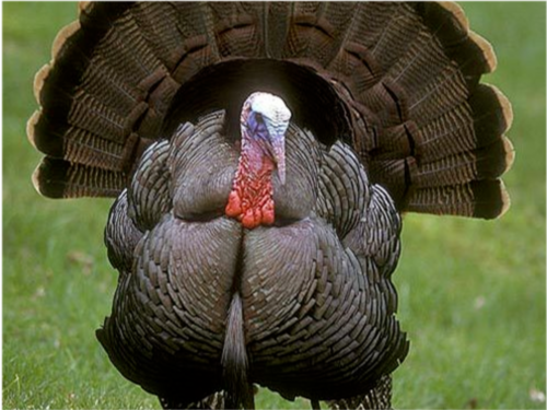 鲨鱼 24个冷知识：连生物老师都不知道，看完后颠覆认知的有趣知识