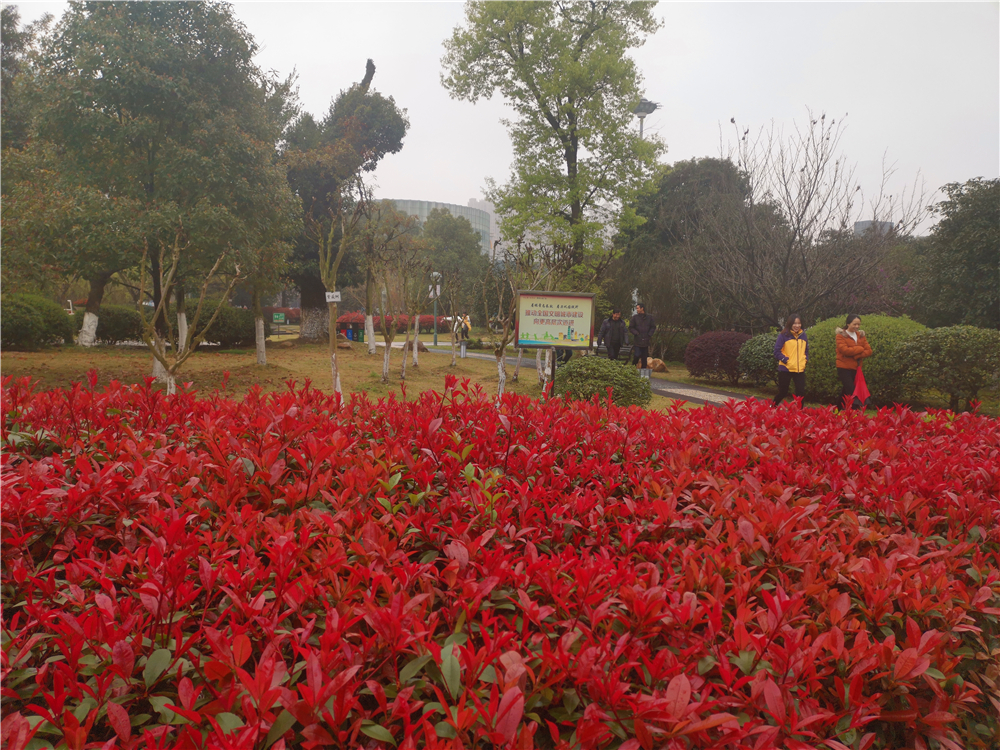 吉安大视界 美丽吉安：城南市民广场 姹紫嫣红春意浓