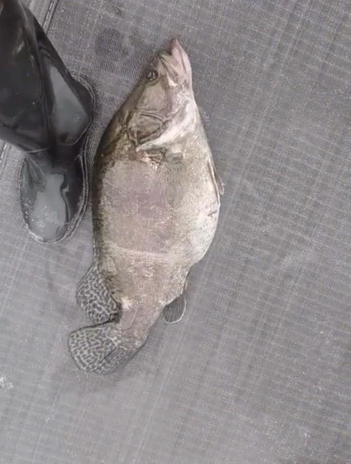 浙江省|浙江钓鱼人北支江钓起罕见“老鳜鱼”，钓鱼人：本来只是来散心的