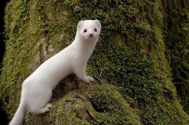 黄鼠狼 黄鼠狼会“摄魂术”、能让人疯癫？真有这么邪门？那该不该保护？