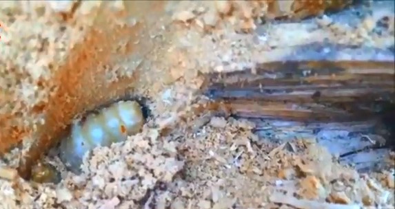 成哥看社会|5种巨大天牛昆虫，科学家还没发现的巨大幼虫，世界最大的伪蟑螂