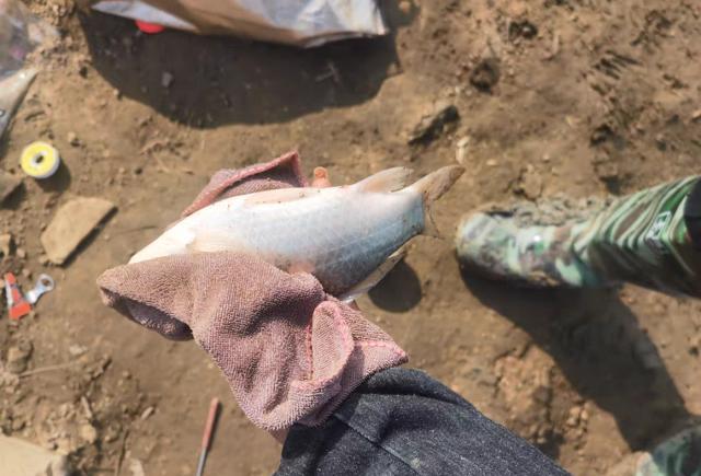 饵料|不花一分钱的钓饵，还专钓大板鲫？带你了解“泡沫钓鱼”的真相