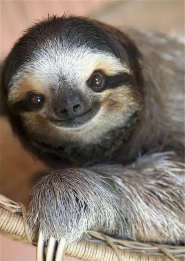  生树上、死树上，懒到极点的树懒，只有一件事是积极的：交配