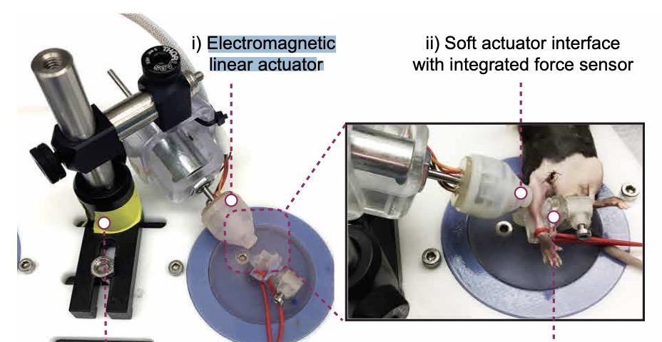 按摩加快肌肉修复有科学依据了,哈佛大学研究成果登Science子刊