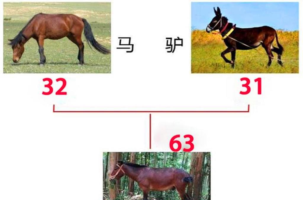 骡子没有生育能力,为什么却没有灭绝?原来是“马和驴”惹的祸
