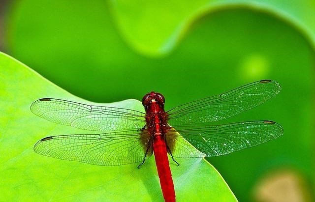 科学家研究蜻蜓多年，仍未完全搞清楚蜻蜓的奥秘，飞行界的王者