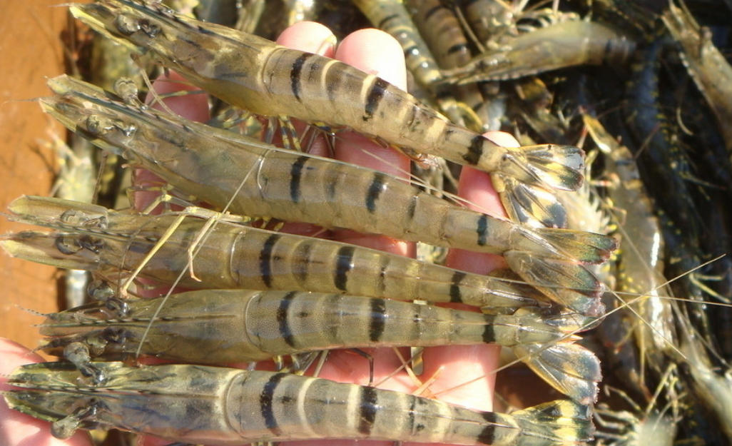 日本的基因技术，培养变种抗病对虾的品种