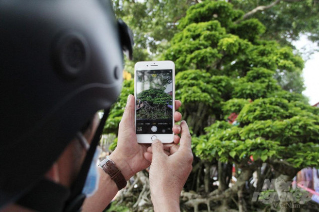 睹图 男子有棵数百年的古树盆景,有人出84万不肯卖,称它是灵魂伴侣