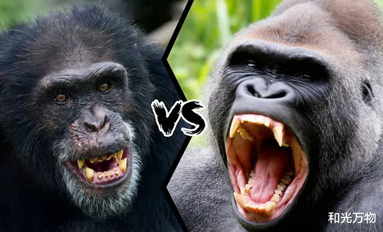 科学家 黑猩猩首次杀害银背大猩猩，还吃掉一只，科学家：或气候暖化引发！