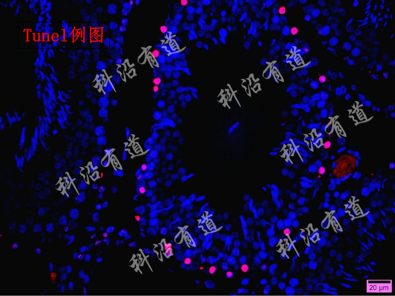 病理学检测技术服务简介