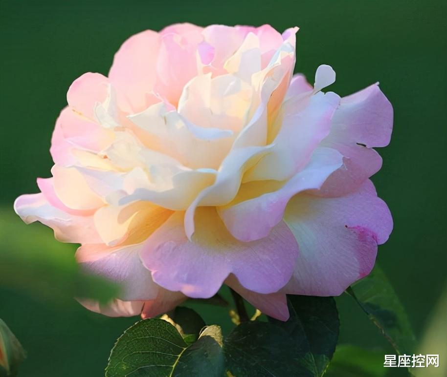 |哪几个月份出生的人，12月容易吸引贵人注意，职场中四处逢源！