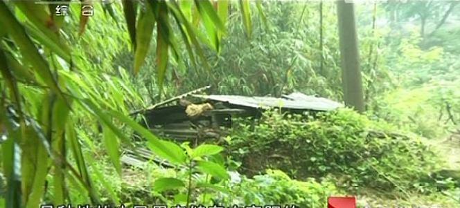 小妃旅 四川泸州竹林白骨案: 生活混乱造就四角畸恋 竹林茂密难掩白骨冤魂