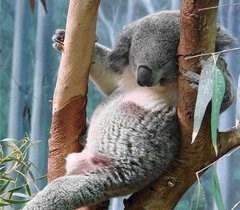 舜网 世界绝版的睡姿,科学家无法解释,一个个堪称睡神,第一张很销魂!