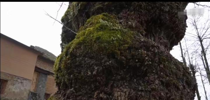 鄢陵|云南红河元阳阿者科古村落，有5大与众不同的风景，让人留恋不舍