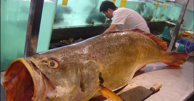 渔民 渔民捕到“天价鱼”卖出347万高价，一夜暴富，是什么鱼呢？