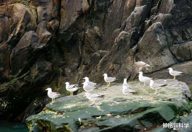 毒蛇|我国毒蛇最多的地方，0.73平方公里生活着20000条毒蛇，毒性极强