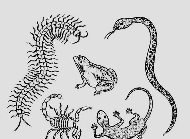 北斗导航 壁虎人畜无害，为什么却位居“五毒”之一？原来它“深藏不露”