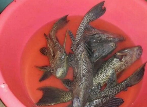 福建省|真狠！福建钓鱼人出手了，香煎油炸一起上，清道夫这次要“栽了”