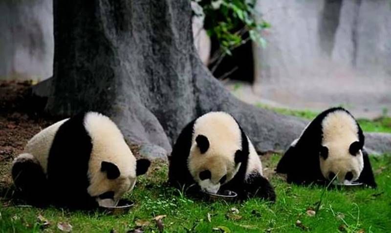 狮子、老虎为什么不敢攻击大熊猫,大熊猫:也不打听我祖先是谁?