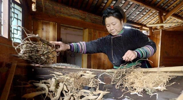 育儿心课堂|“换花草”有科学依据吗？贵州占里村的生育现象如何科学地解释？