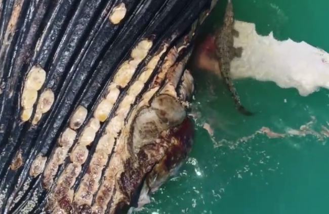 |鳄鱼和鲨鱼碰上谁会赢，这两种史诗级的巨兽相遇，会发生怎样的事