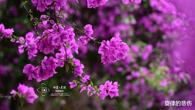 旋律的悲伤|36岁女人口述：爱上已婚上司抛弃男友，多年后悔不当初