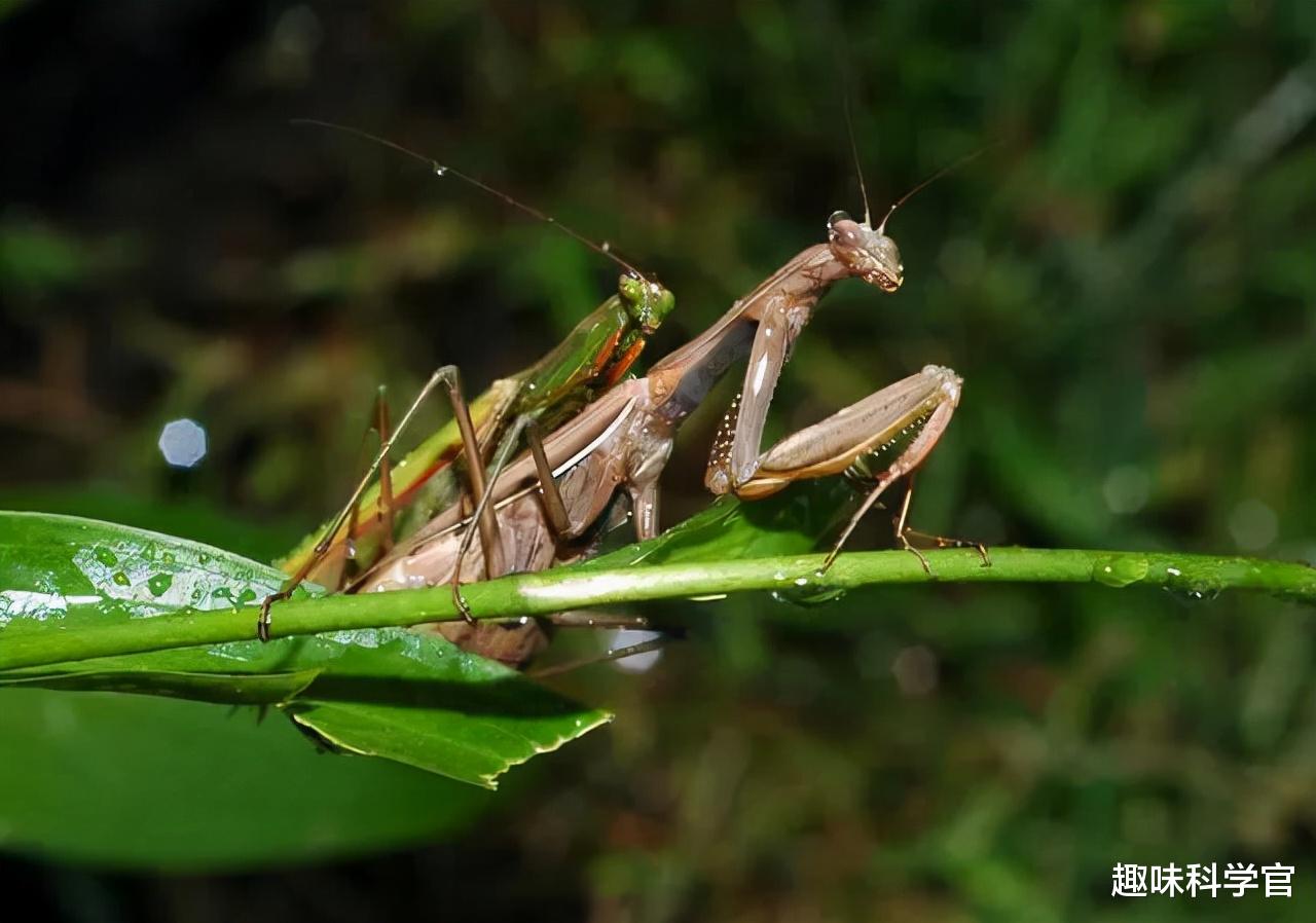 母螳螂交配后就要吃掉“丈夫”，为什么雄性螳螂不反抗也不逃走？