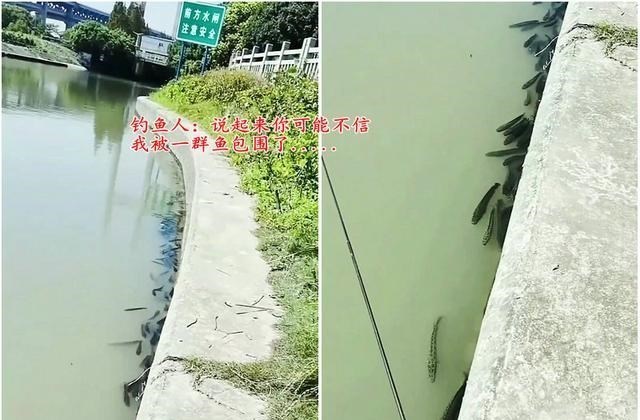 宓孤林|东莞小伙河边钓鱼,河面忽然游来一大群黑鱼,网友:赶紧捞啊!